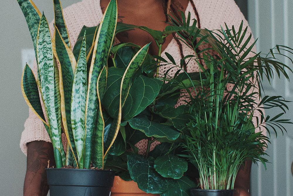 The Best Low Maintenance Indoor Plants - Metricon